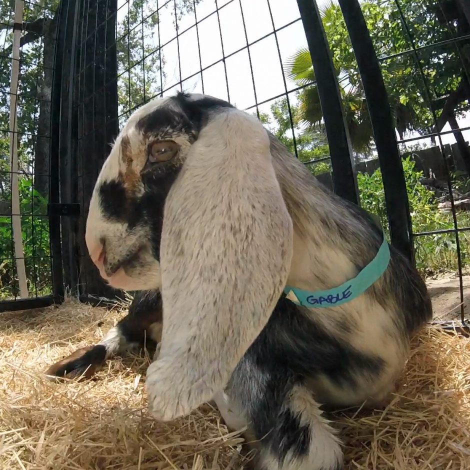 Goat Companions