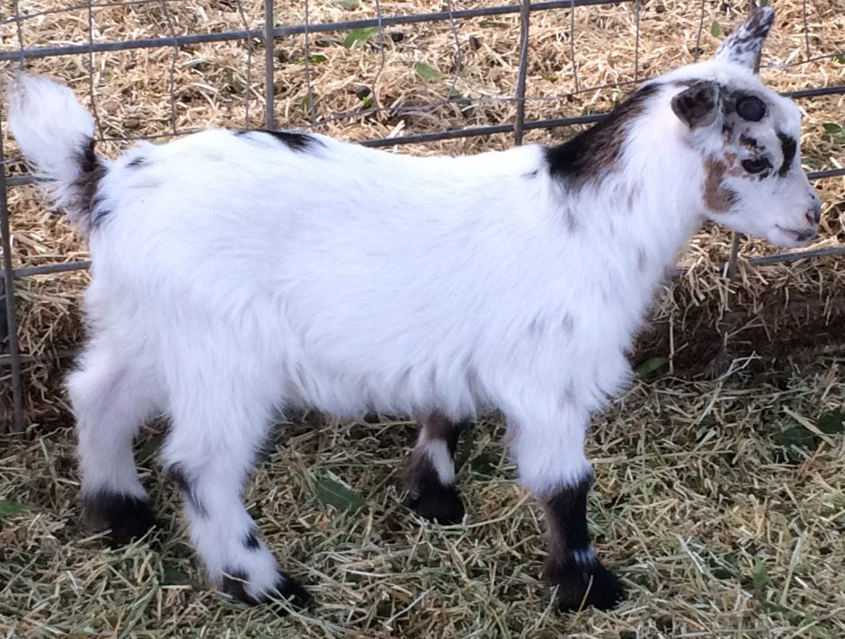 Goat Companions
