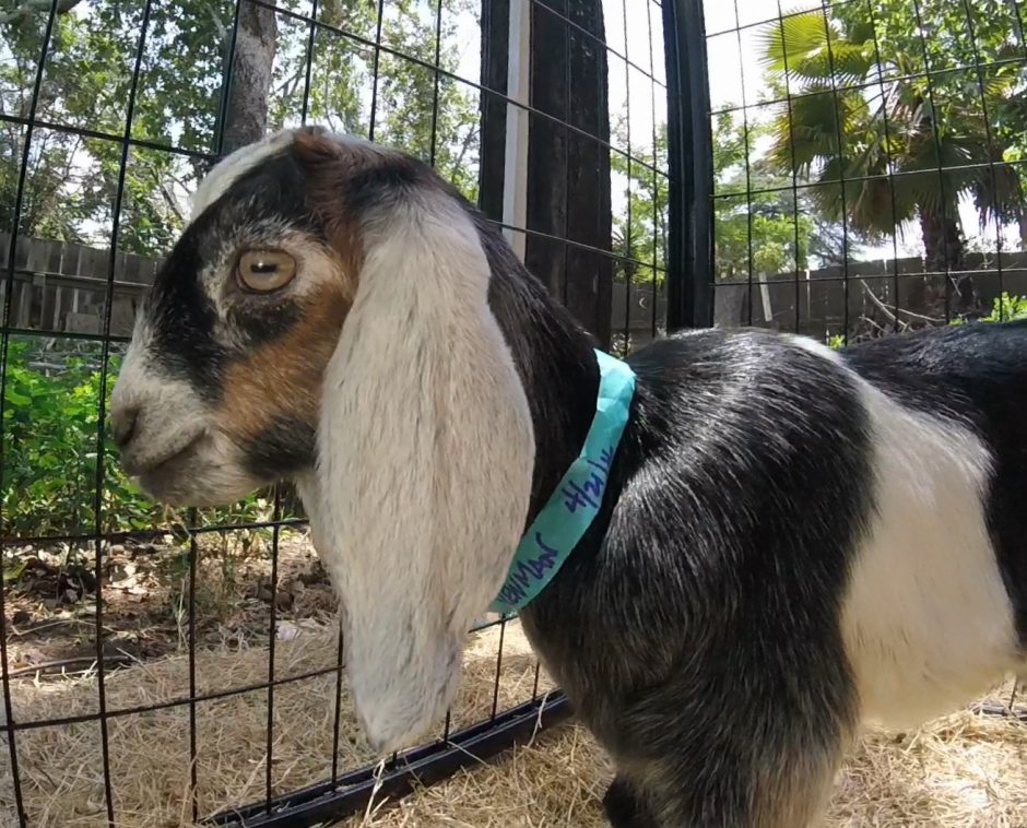 Goat Companions