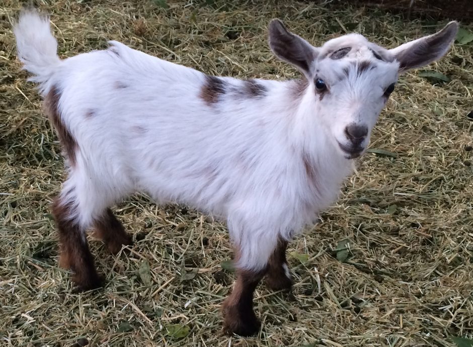 Goat Companions