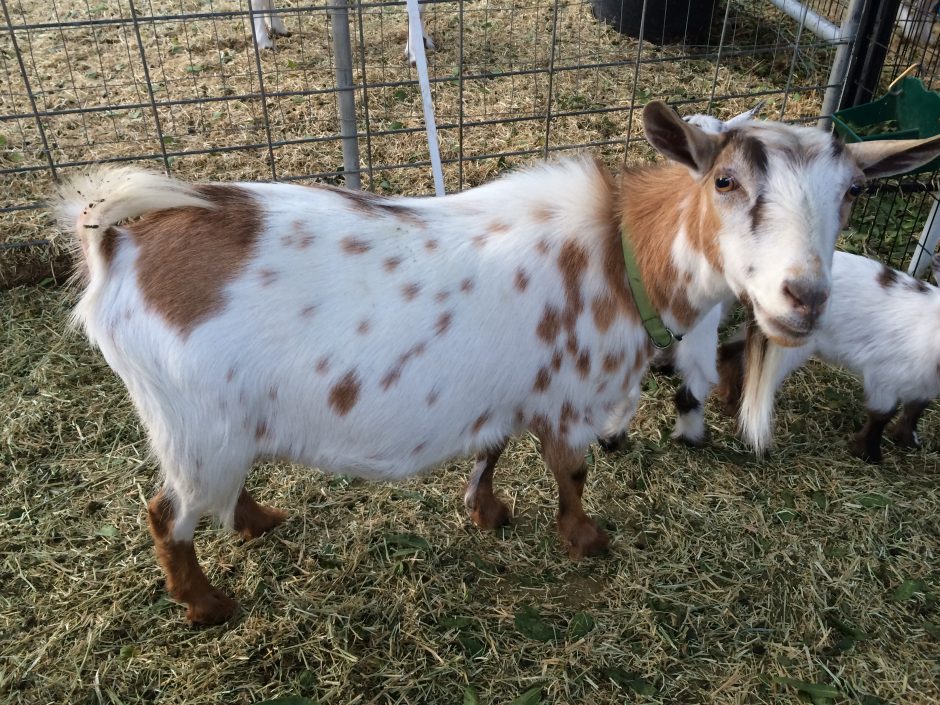 Goat Companions