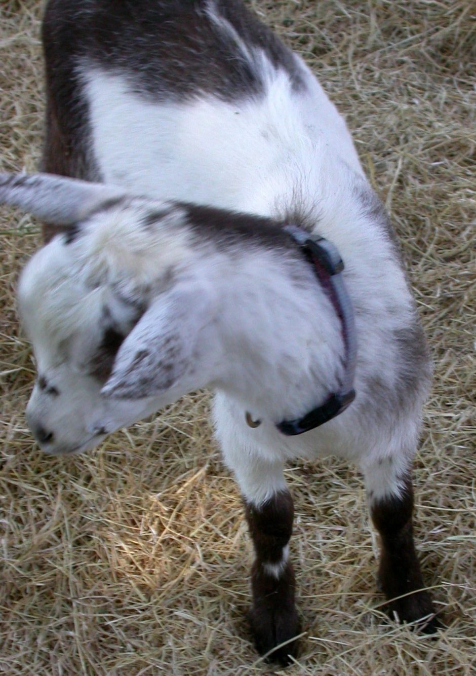 Goat Companions