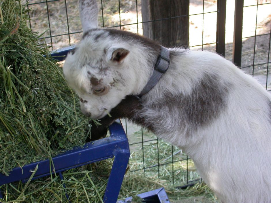 Goat Companions