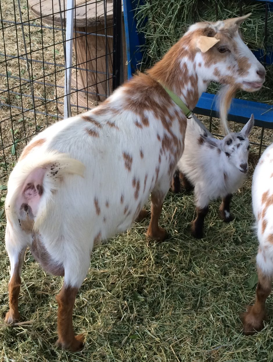 Goat Companions