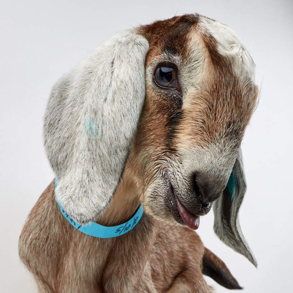 Goat Companions