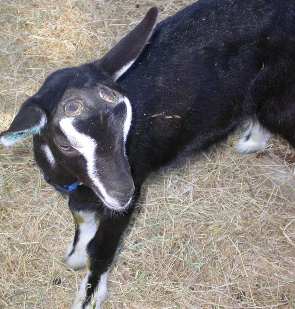 Goat Companions
