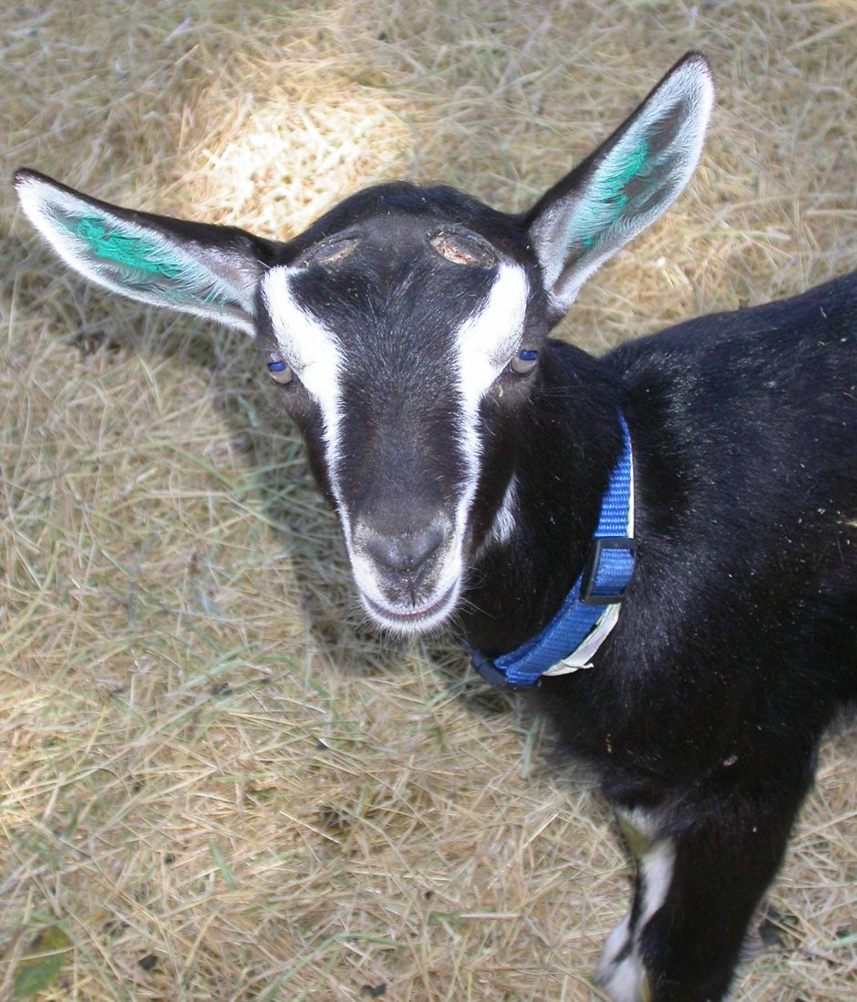 Goat Companions
