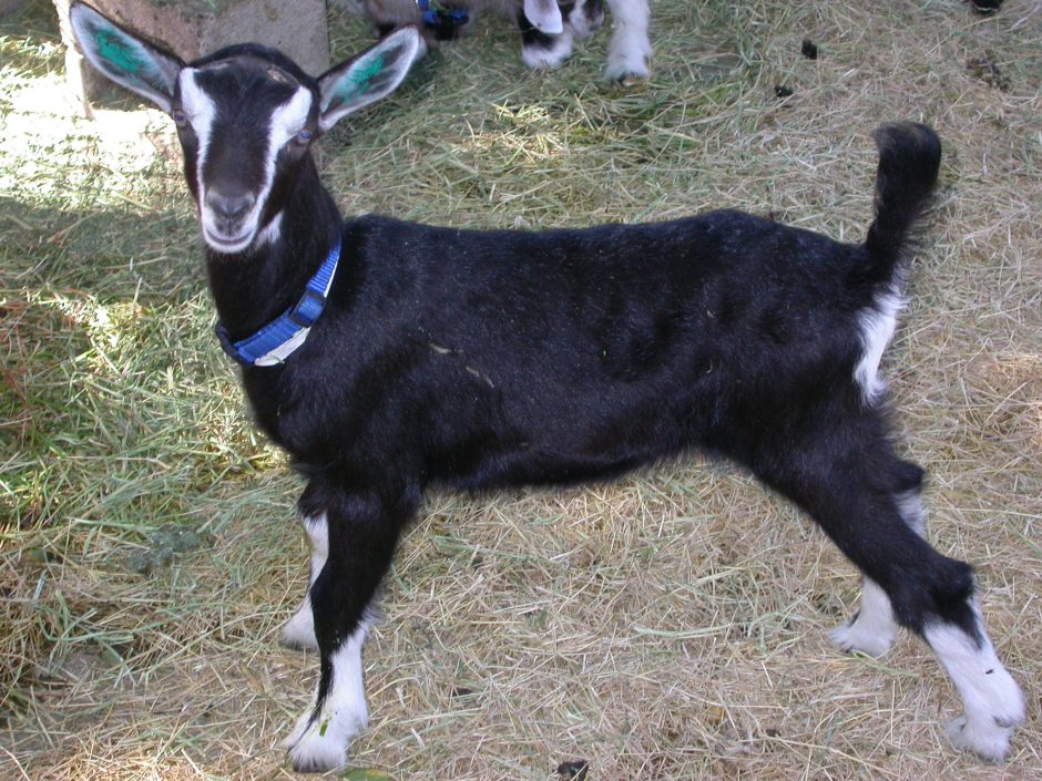 Goat Companions