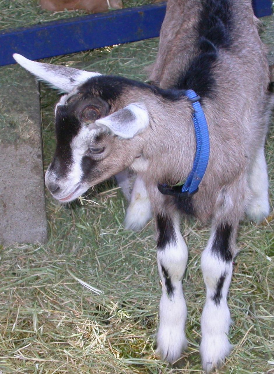 Goat Companions