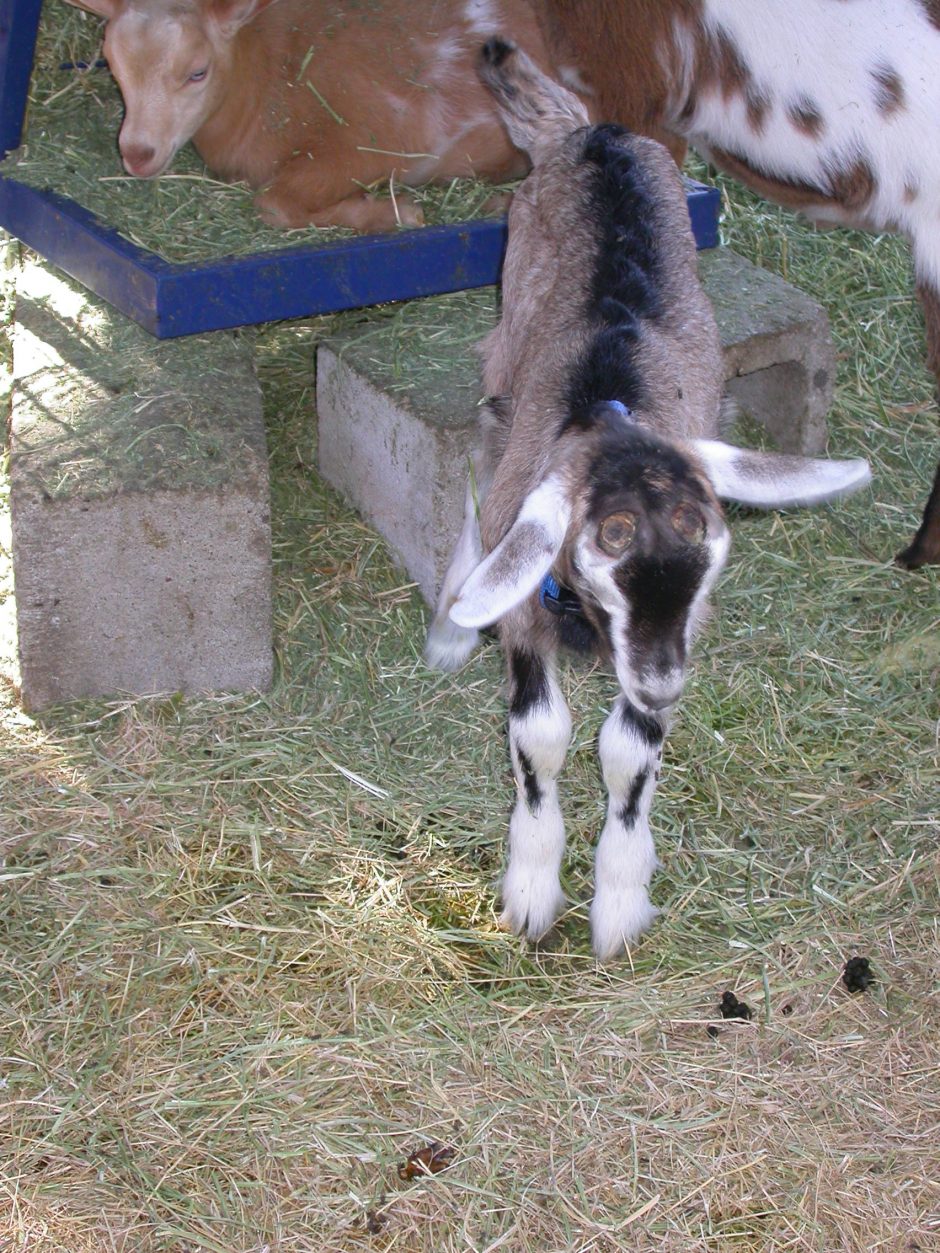 Goat Companions