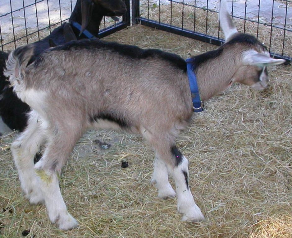 Goat Companions