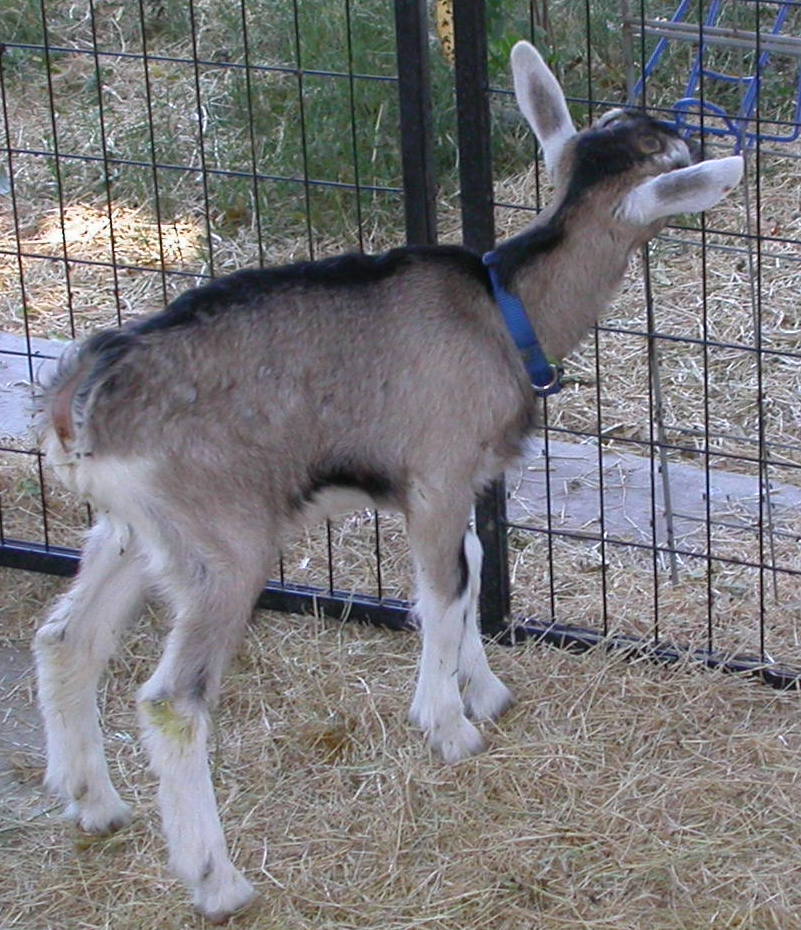 Goat Companions