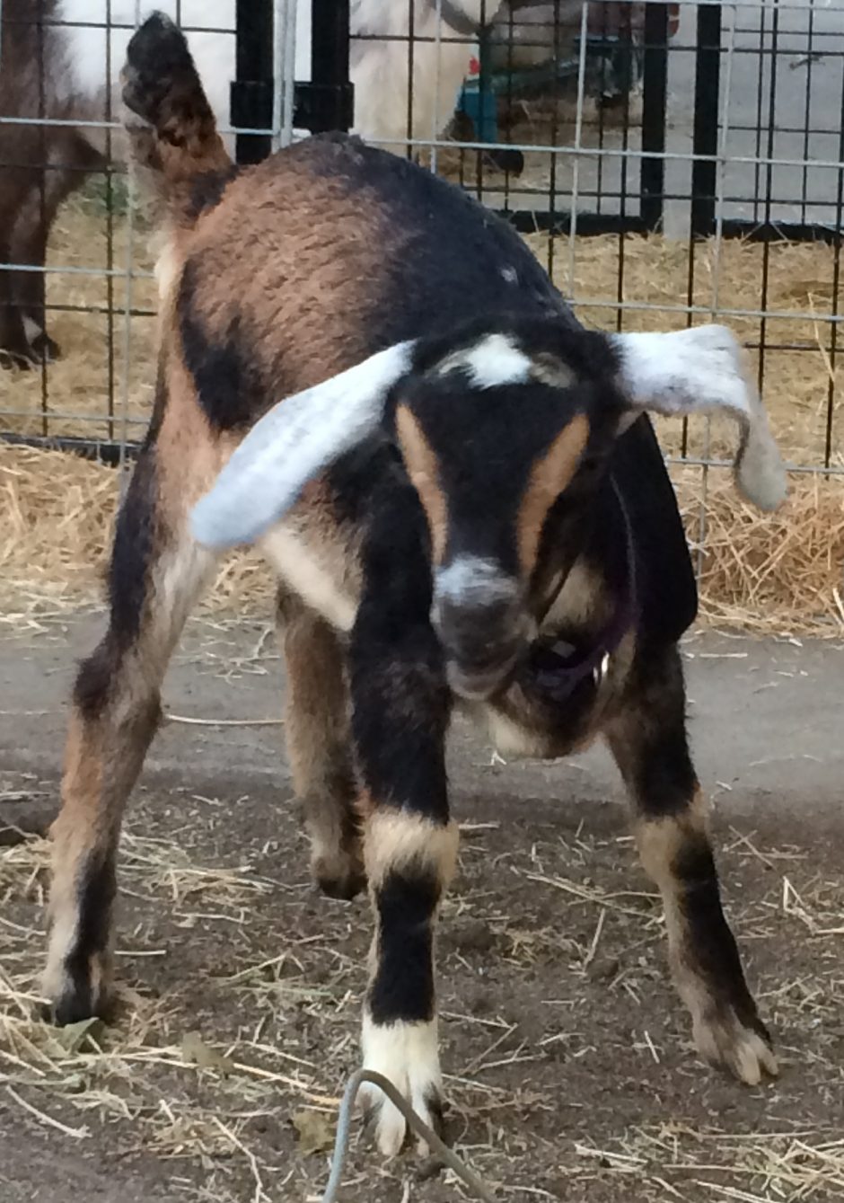 Goat Companions