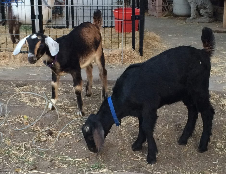 Goat Companions