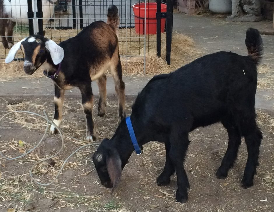 Goat Companions