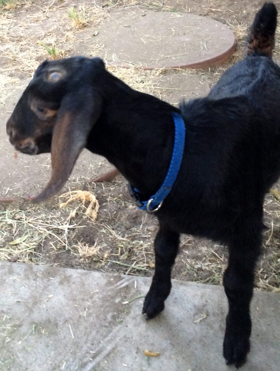 Goat Companions
