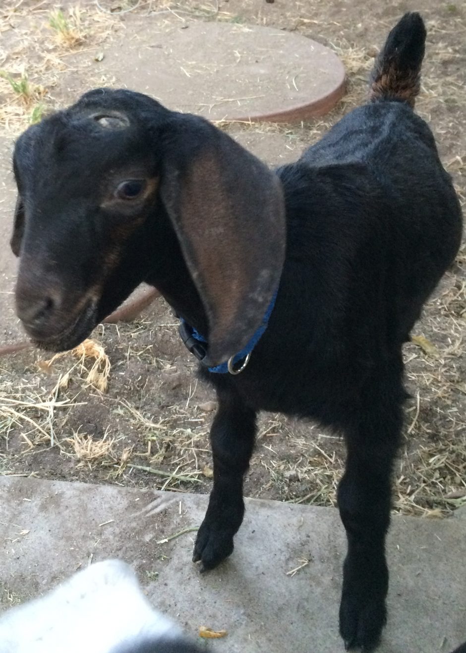 Goat Companions