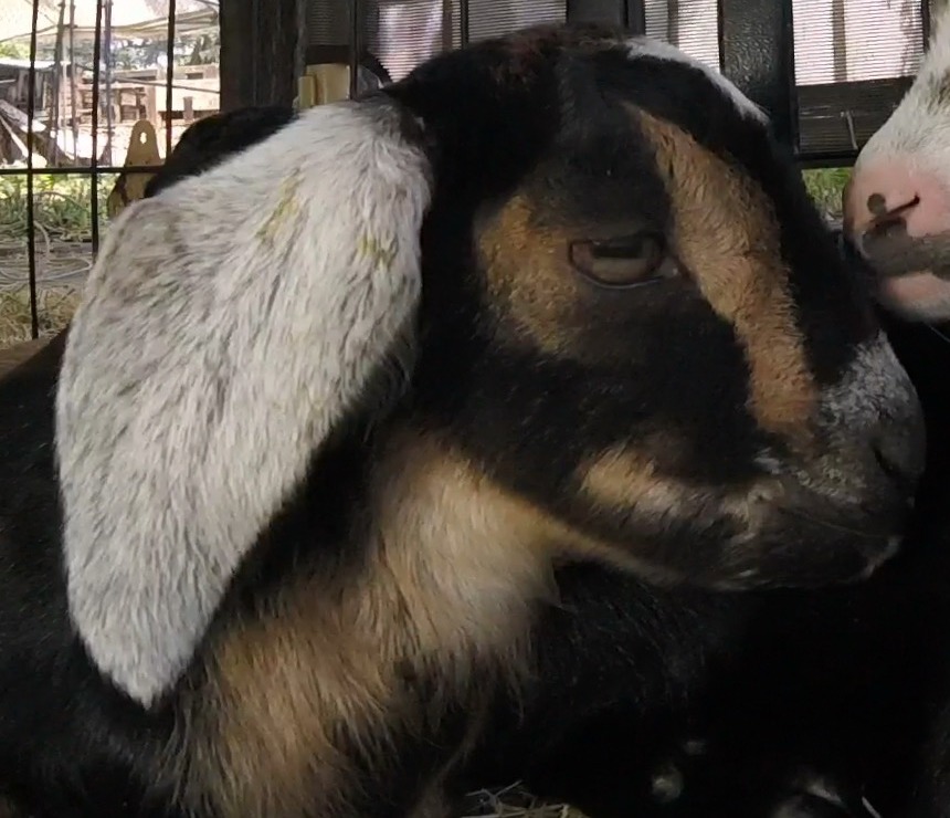 Goat Companions