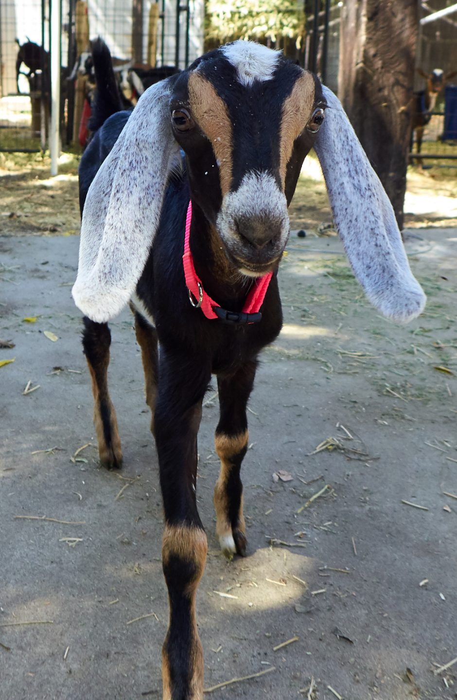 Goat Companions