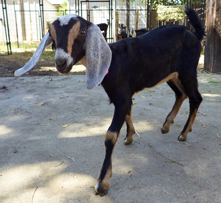 Goat Companions