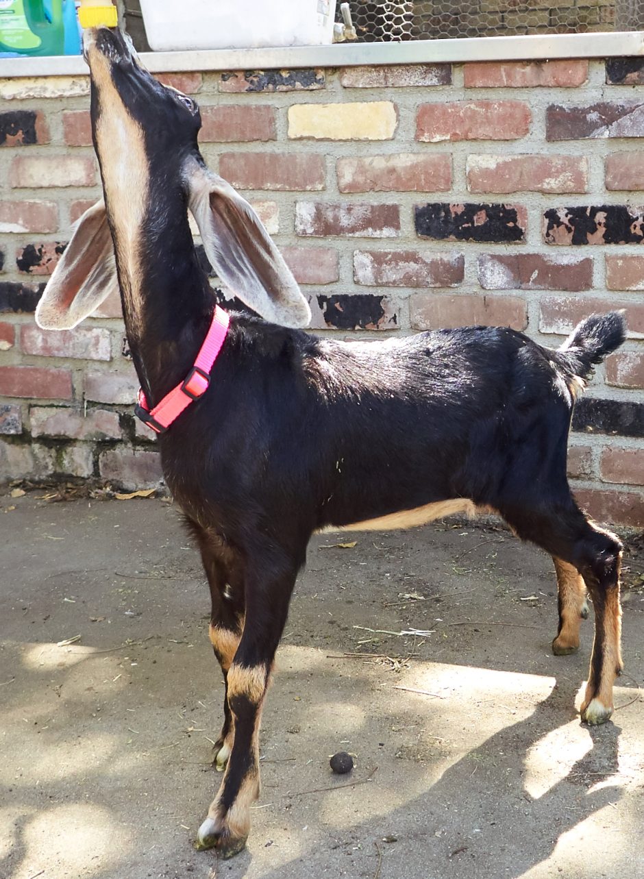 Goat Companions