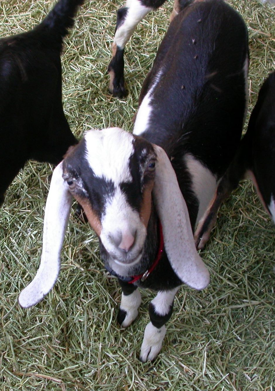 Goat Companions