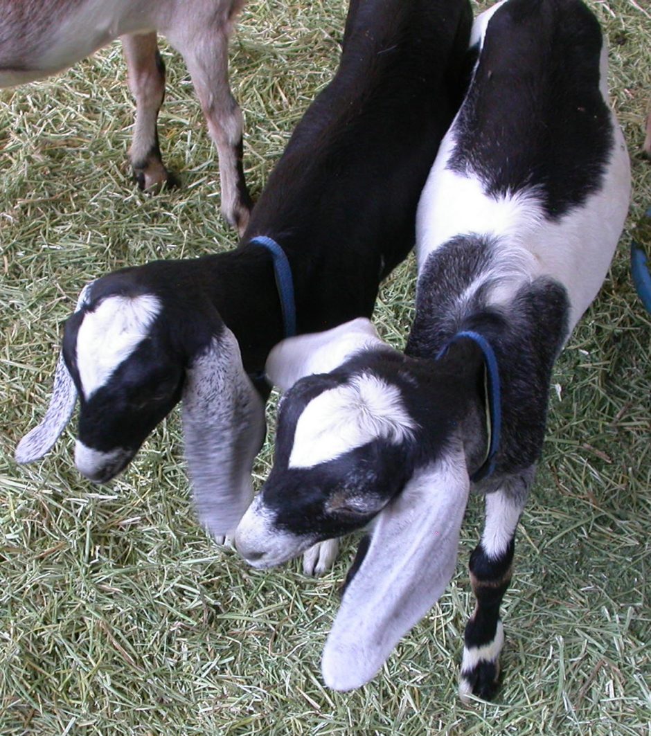 Goat Companions