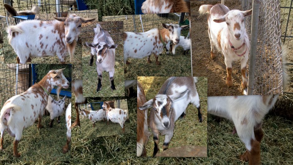 Goat Companions