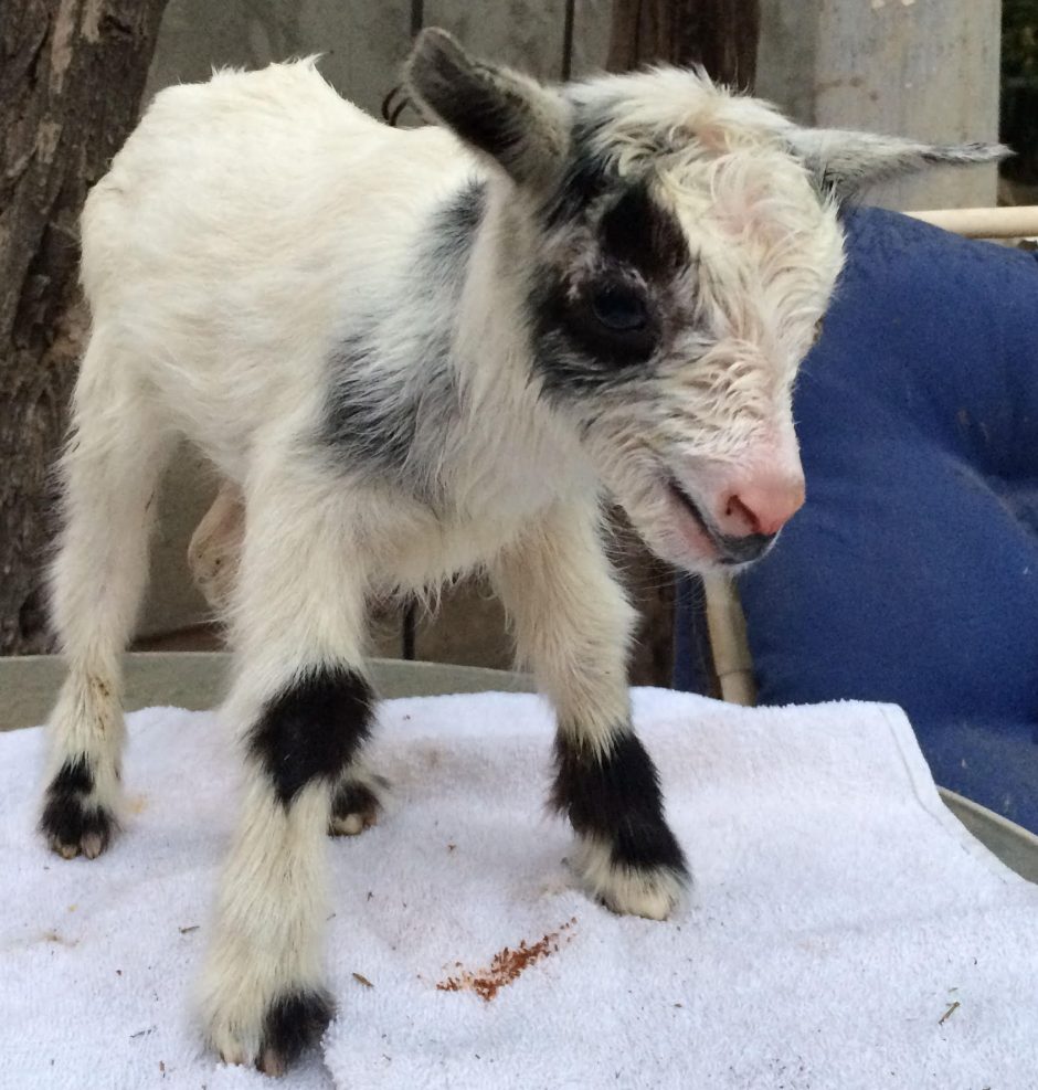 Goat Companions