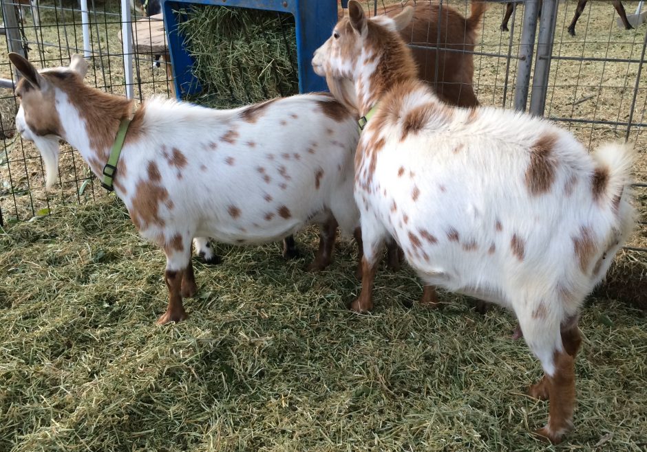 Goat Companions