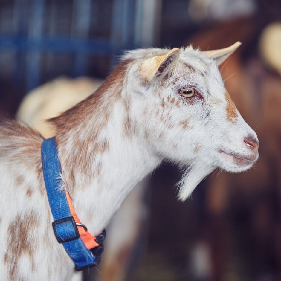 Goat Companions