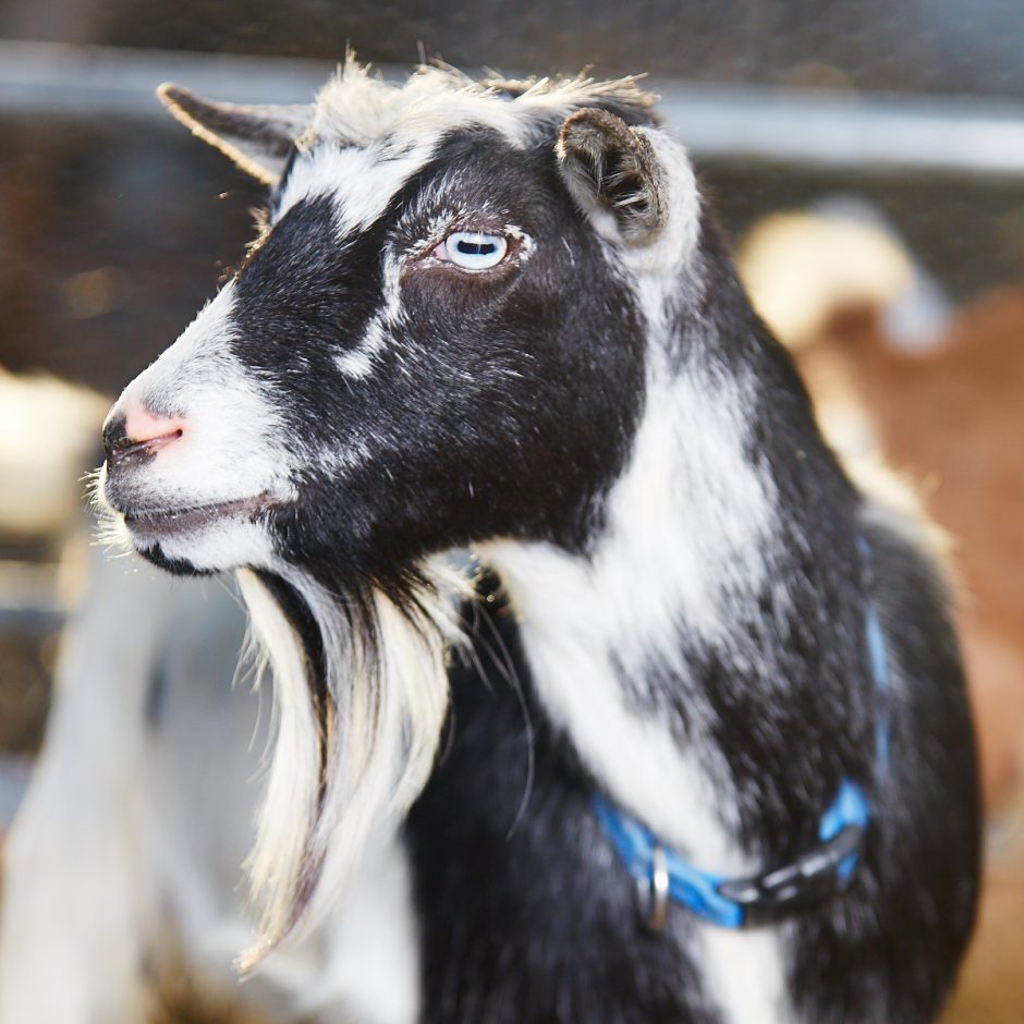 Goat Companions