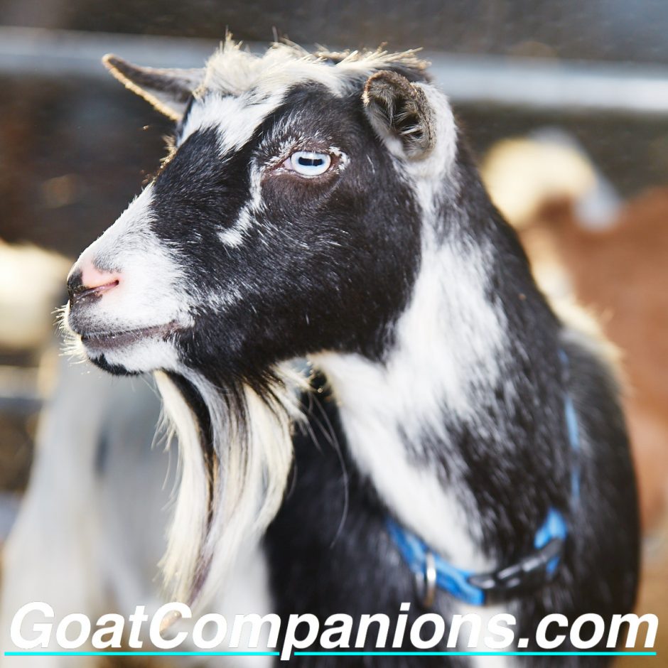 Goat Companions