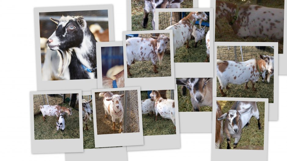 Goat Companions