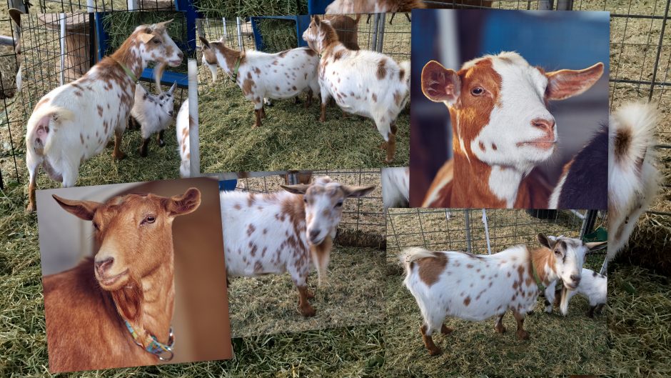 Goat Companions