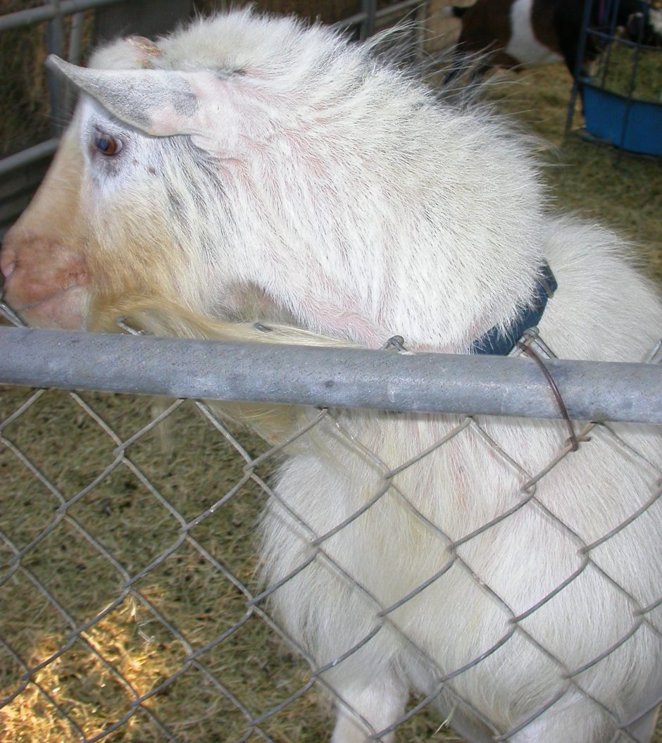Goat Companions