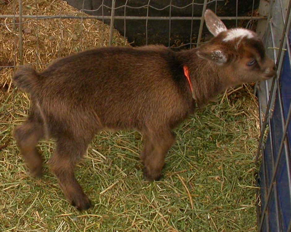 Goat Companions