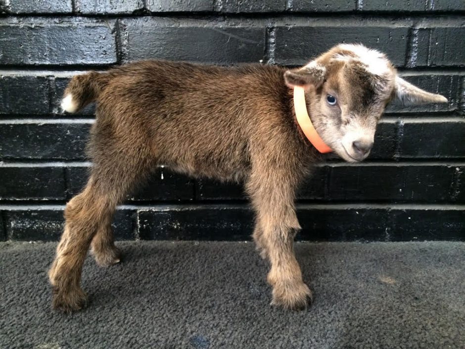 Goat Companions