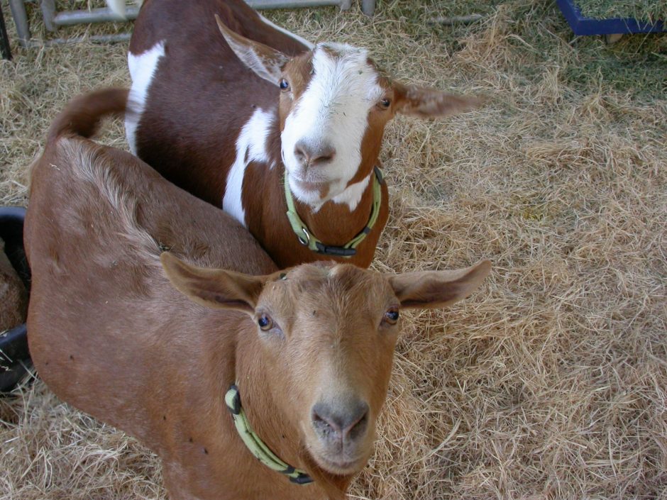Goat Companions