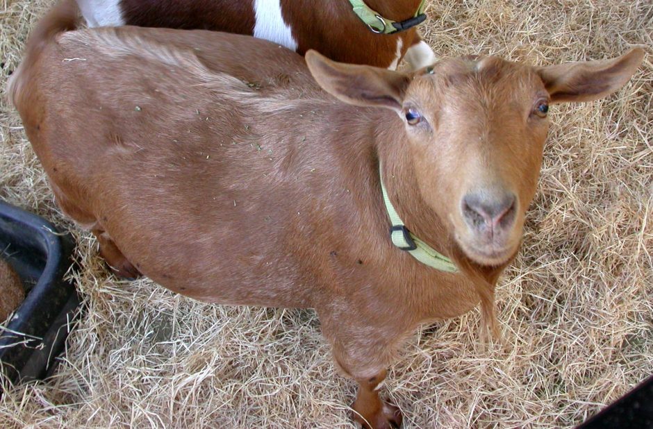 Goat Companions