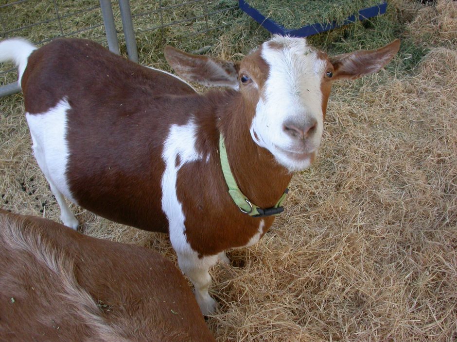 Goat Companions