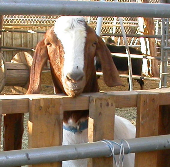 Goat Companions