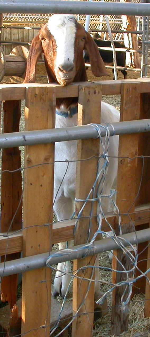 Goat Companions