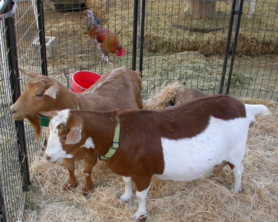 Goat Companions