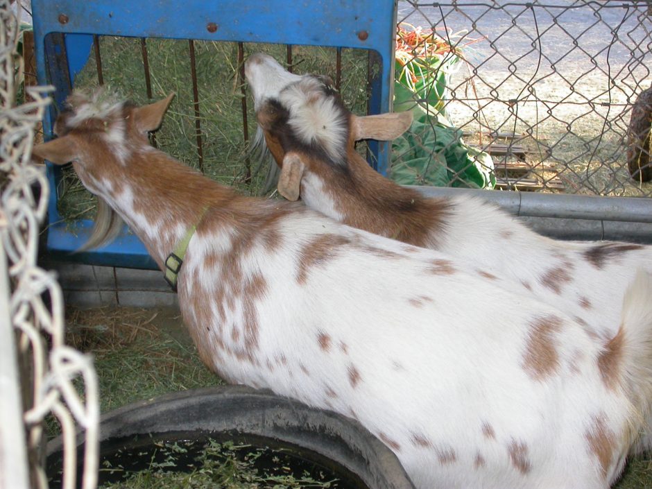 Goat Companions