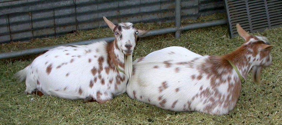 Goat Companions