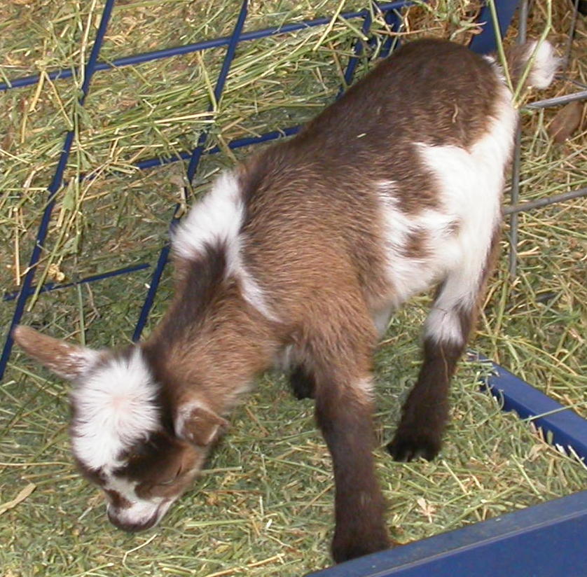 Goat Companions