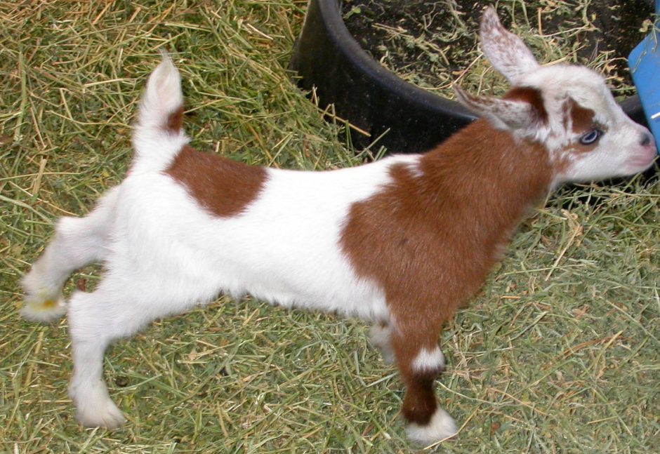 Goat Companions