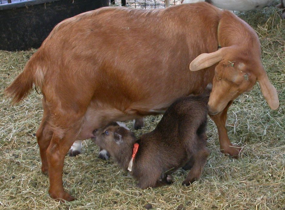 Goat Companions