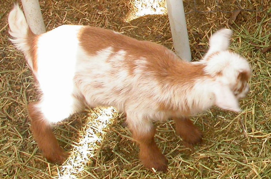 Goat Companions